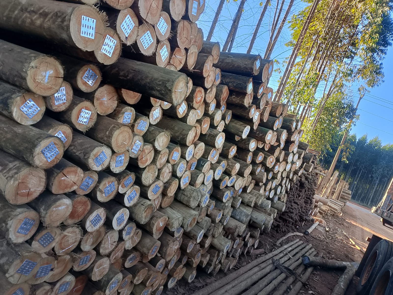 Pilhas de pilares tratados no pátio da TS Madeiras